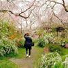 京都の桜、原谷苑