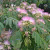 ねむの木の花