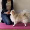 犬にも筋トレが必要？後ろ足を鍛える簡単な運動法