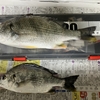 2025年1月11日 釣り広場4.5（ぶっ込み釣り）