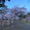 青の時間の糸桜