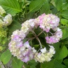 （紹介：植物）新宿区のあちらこちらで見かけたアジサイ（紫陽花）を紹介します