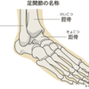 踵骨と足関節背屈の関係性