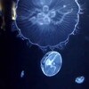 加茂水族館の奇跡。ノーベル賞下村博士の助言でクラゲが光った。