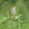 阿蘇の野鳥たち（２０１９　０６１０）