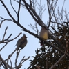 冬の高遠城址公園で野鳥散歩@2024_01_27