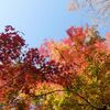 まだまだ紅葉を楽しみたいので、秩父宮記念公園に行ってきた。