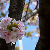 さまざまな桜「御車返し（ミクラマガエシ）」
