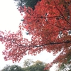 東京にも紅葉が（日帰り原付ツーリング）