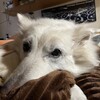 母ちゃんと犬たち