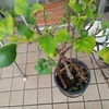 今年の檸檬