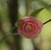 神戸森林植物園