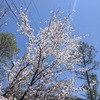 庭に咲く木の花🌸