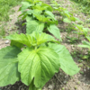 田んぼに水を入れることと大豆の除草剤