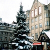 イギリス留学記：憧れのイギリスのクリスマスツリー