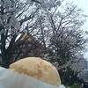 桜とカルメ焼き