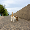 隣県西部離島のねこさん