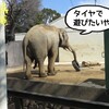 タイヤとゾウ