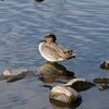 大塚池の水鳥たち（朝ごはん）
