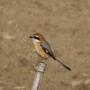 中沼田の凛々しいモズ♂