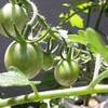 水耕栽培　黄色いミニトマト　２段目も実が膨らんできました