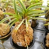 植え替えは先送り・・・。