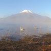 山中湖の水鳥