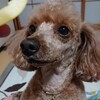 【床屋】飼い犬トリミング【ジム】うつ病休職中のアラサーがLesMills BODY COMBATに参加【課題】早朝覚醒