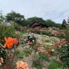 倉敷市　種松山公園西園地のバラ🌹