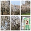 古都の桜🌸