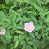 6月２５日　木　