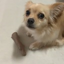 噛み犬チワマルのしつけROOM