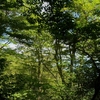 三辻山晩夏の遊山　杉花