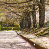 柏谷公園の桜吹雪