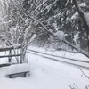 今冬初めの雪