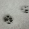 雪が積もったからとりあえず思いのまま遊んできた～考えたこともなかったような現実～