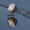 環水公園水鳥観察会