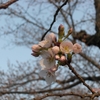 サクラの開花、そしてミツバツツジも