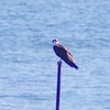 本格的な冬鳥たちの渡りが始まり、11月は行くのでした^^