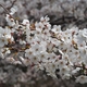 大乗寺丘陵公園の桜（ソメイヨシノ）