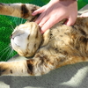 1月後半の #ねこ #cat #猫 どらやきちゃんB