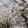 桜 《#3》名古屋 　― 葉桜になり始め　小さな神社にて―