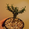 Euphorbia tuberculata 成長記(2018.10.8)