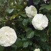 紹介状なしで行ってはいけない！