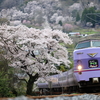 備中川面の満開の桜とスーパーやくも編成の381系を撮る！