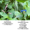 「秋の雑草・庭の花」４　　わが家にはイヌタデとツユクサが繁茂しています．ツユクサと葉が似ているチヂミザサもちょっと油断している間に増えてきました．線路脇にはソクズがまだ花を咲かせています．初めて本体をしげしげと眺めたのがツルドクダミ．根が生薬「何首烏（カシュウ）」で，現在でも漢方薬に処方されています．ランタナがまださいていました．ツマグロヒョウモンを呼び寄せて．秋の花としてはキバナコスモス．最近は本家コスモスよりよく見かけますね．