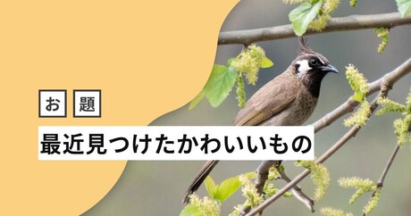 はてなブロガーの「最近見つけたかわいいもの」、それは鳥