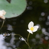 藻の花と三好達治の詩