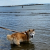 あづきの海水浴