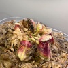 セファロタス成長記録=2026/7月29日 #食虫植物 #セファロタス #icos #著作権無料 #BGM